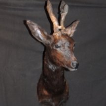 abnormer_schwarzer_bock