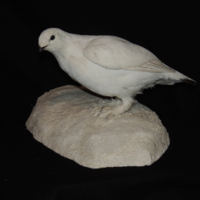 Alpenschneehuhn