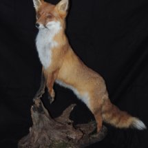 Fuchs