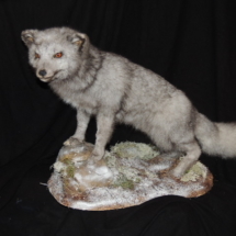 Polarfuchs