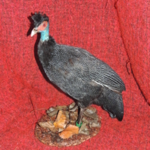 perlhuhn