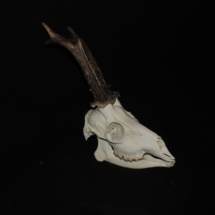 rehbockschaedel