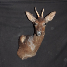 schwarzer_bock